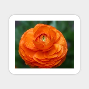 Orange Ranunculus Magnet