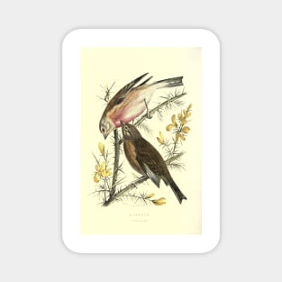 Linnets Magnet