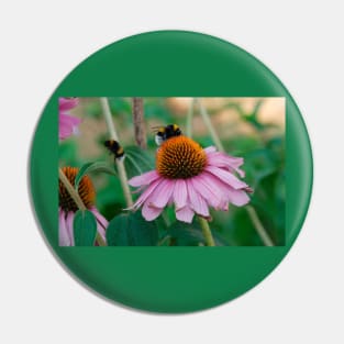 Echinacea Purpurea with Bees Pin