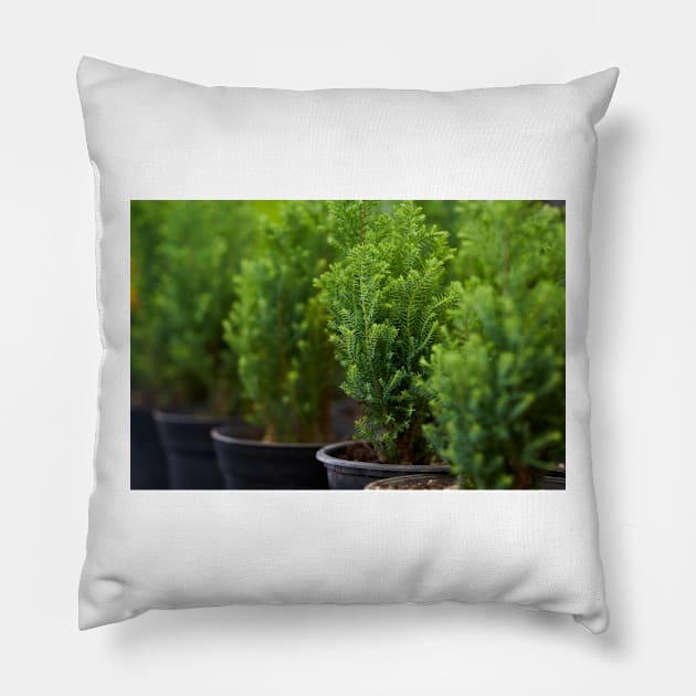 Potted ornamental pine trees Pillow by naturalis