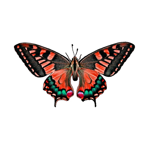 Butterfly by ghjura