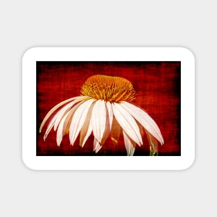 A Single Daisy On A Red Background Magnet