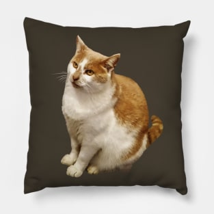 Orange and White Short Haired Cat Pillow