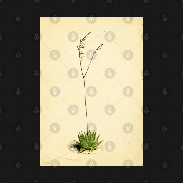 Haworthia limifolia - botanical illustration by chimakingthings