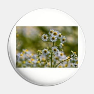 English Wild Flowers - Chamomile Pin