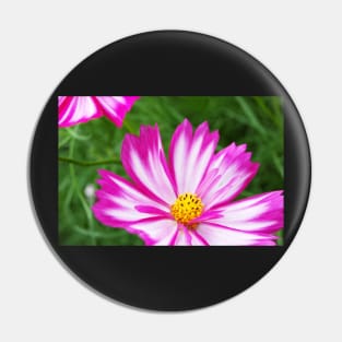 Pink and White Cosmo Pin