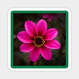 Dahlia Magnet