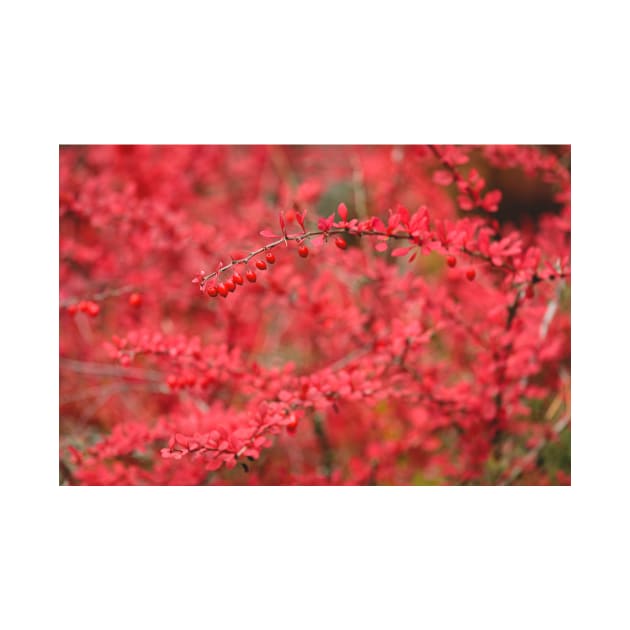 Close-up of red barberry in autumn by Juhku