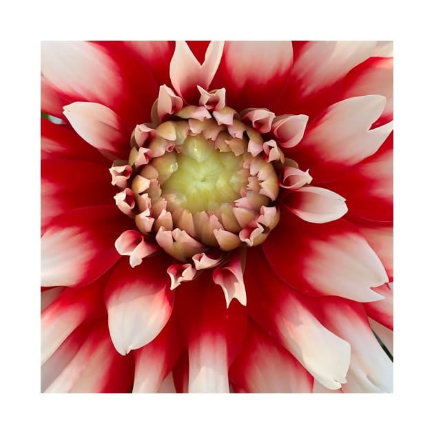 Macro Red And White Dahlia Bloom by KirtTisdale