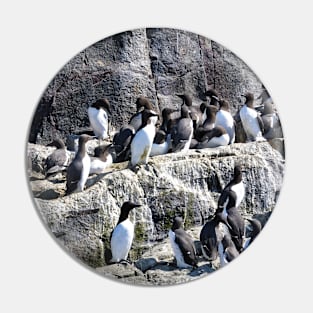 Guillemot Rock - Farne islands, Northumberland Pin