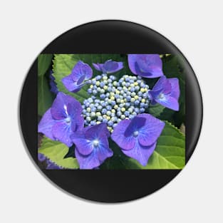 A Perfect Blue Hydrangea Bloom Pin