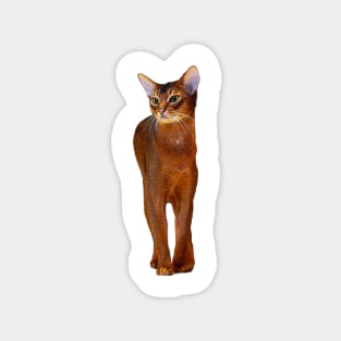 Abyssinian Cat Kitten Magnet