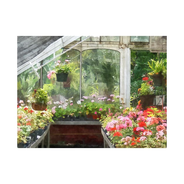 Geraniums in Greenhouse by SusanSavad