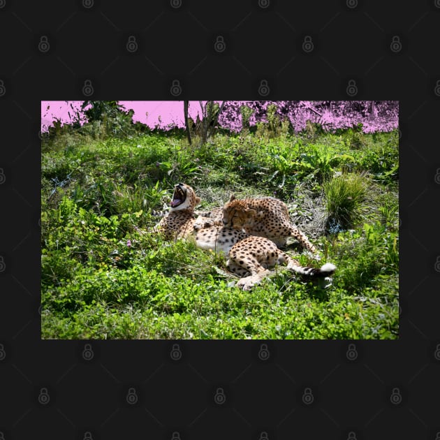 cheetah 1 / Swiss Artwork Photography by RaphaelWolf