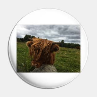 Scottish Highland Cattle Calf 2055 Pin