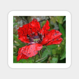 Speckled Poppy Magnet