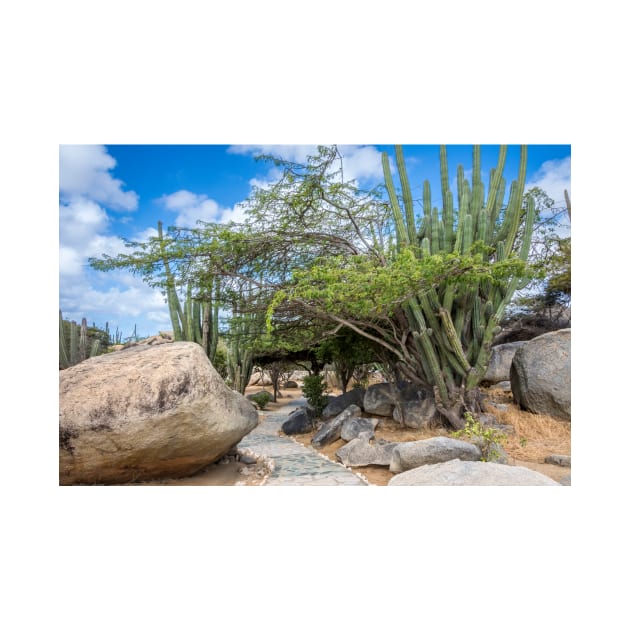 Pathway Around Boulders and Cacti Aruba by Debra Martz