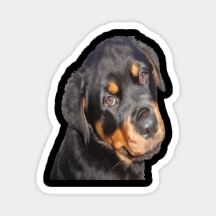 Female Rottweiler Puppy Making Eye Contact Vector Magnet