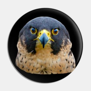 Peregrine Stare Pin