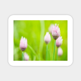 Chives Flower Buds Magnet