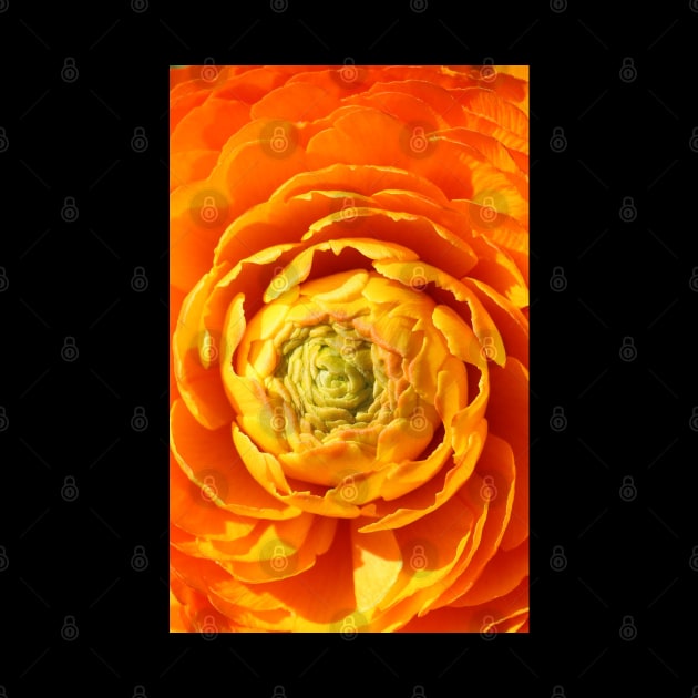 Ranunkel in Orange by OVP Art&Design