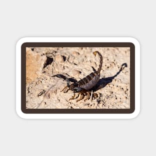 Scorpion. Magnet