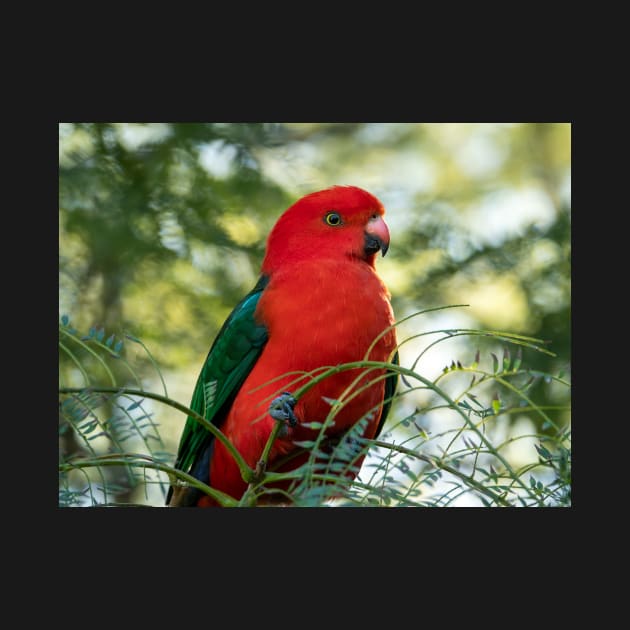 Male King Parrot: Birds of Australia by AndrewGoodall