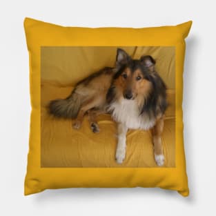 shetland sheepdog laying Pillow