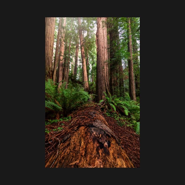 Fallen Redwood Tree by JeffreySchwartz