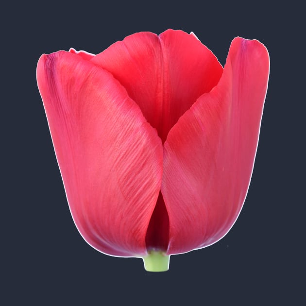 Tulip by chrisburrows