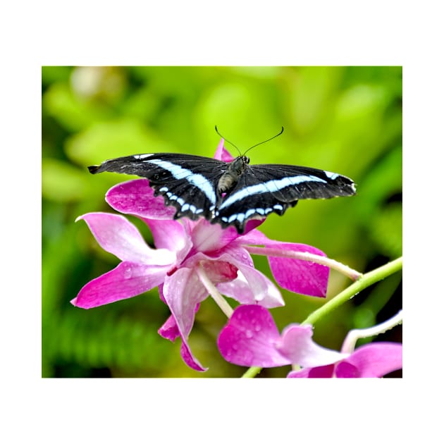 African Blue Banded Swallowtail Butterfly by Scubagirlamy