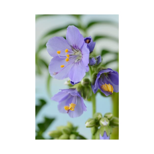 Polemonium  &amp;#39;Blue Pearl&amp;#39;  Jacob&amp;#39;s ladder by chrisburrows