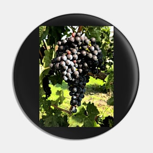 A ripe cluster of sweet and delicious merlot grapes. Pin