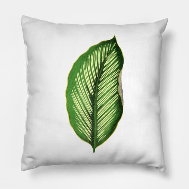 Calathea Ornata Beauty Star - Rothschild Pillow by chimakingthings