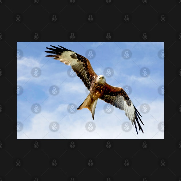 Soaring Red Kite by MartynUK