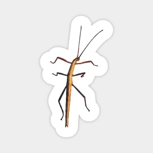 Southern Two-striped Walkingstick Magnet