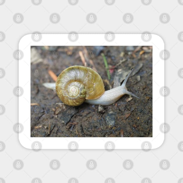 Haplotrema vancouverense snail Magnet by SDym Photography