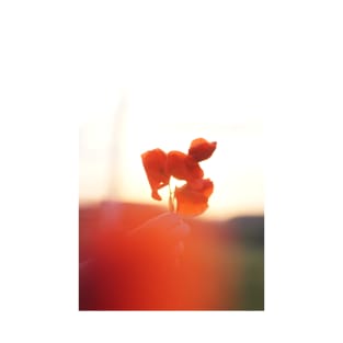 Poppy Flower at Sunset T-Shirt