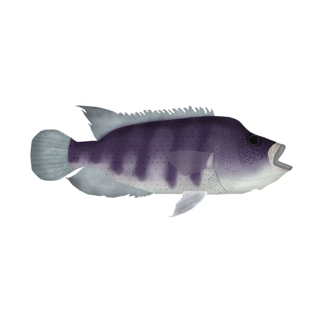 Wolf Cichlid by FishFolkArt