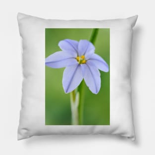 Ipheion &#39;Rolf Fiedler&#39; AGM Spring starflower Pillow