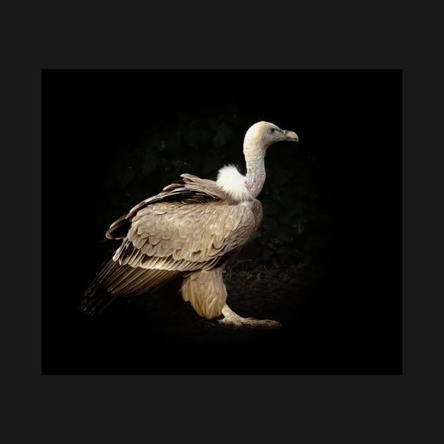 Vulture by Guardi