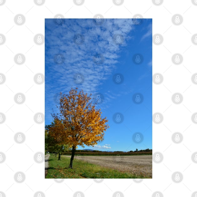 Autumnal Tree by jojobob