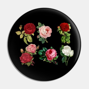 Roses beautful Pin