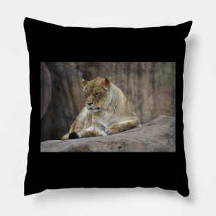 Lioness Pillow