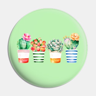 Succulents in pots Pin