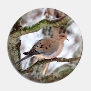 Mourning Dove Perched In a Tree Staring At The Camera In The Winter Pin