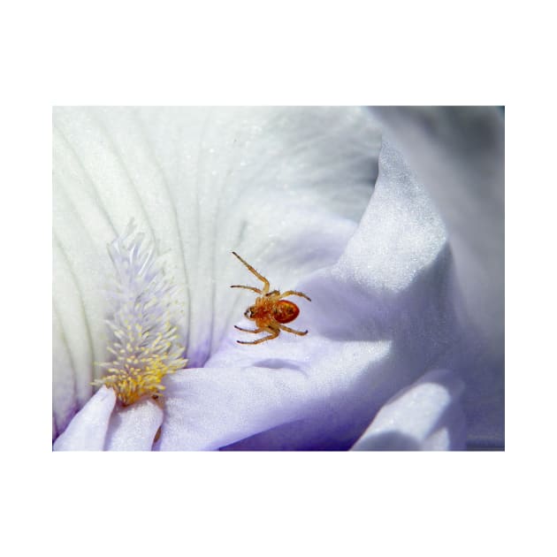 Spider suspended above Iris petals (click to enlarge) by LaurieMinor