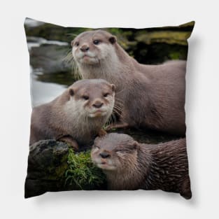 Asian short clawed otter Pillow