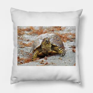 Eastern Box Turtle Pillow