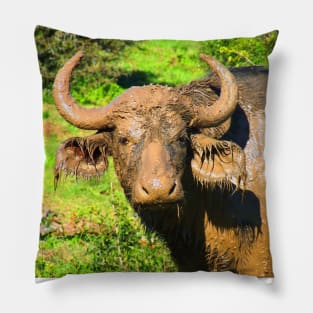 African Wildlife Photography Muddy Buffalo Pillow